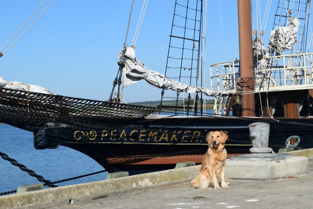 Choose a boat-themed dog name (Golden retriever in front of sailboat)