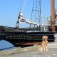 Choose a boat-themed dog name (Golden retriever in front of sailboat)