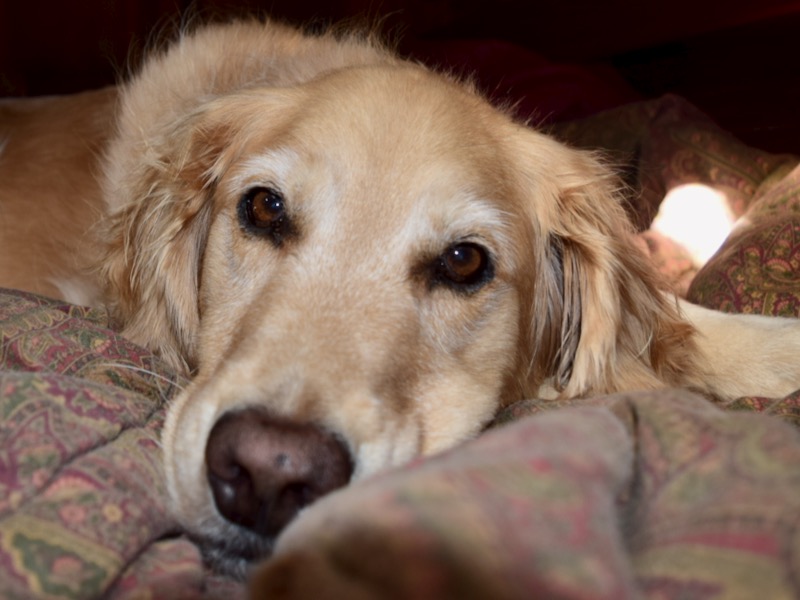 Look at your boat through your dog's eyes (and nose and feet). It will give you information you need to help him love it as much as you do.