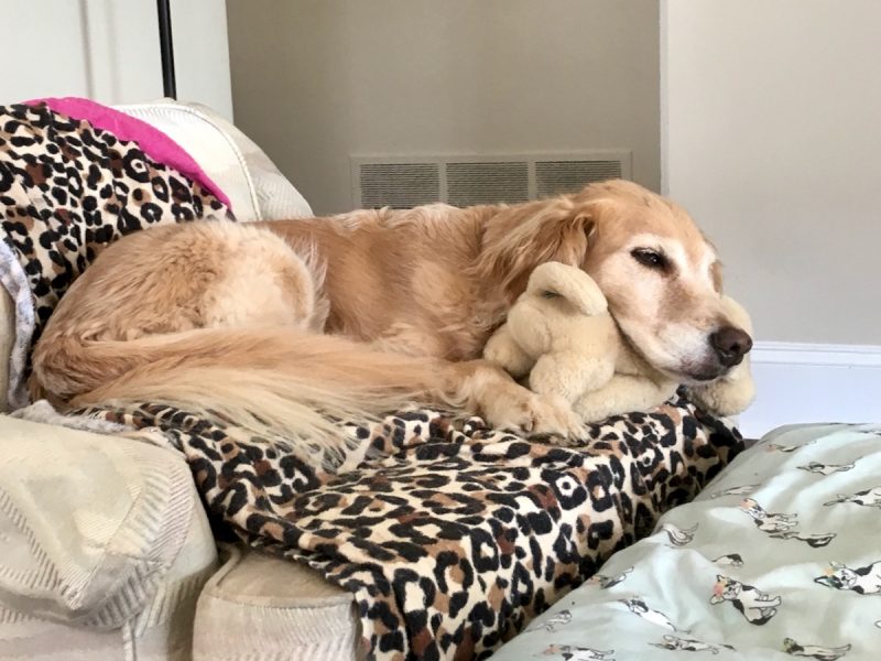 Our boat dog becomes a land dog - (Golden retriever on chair)