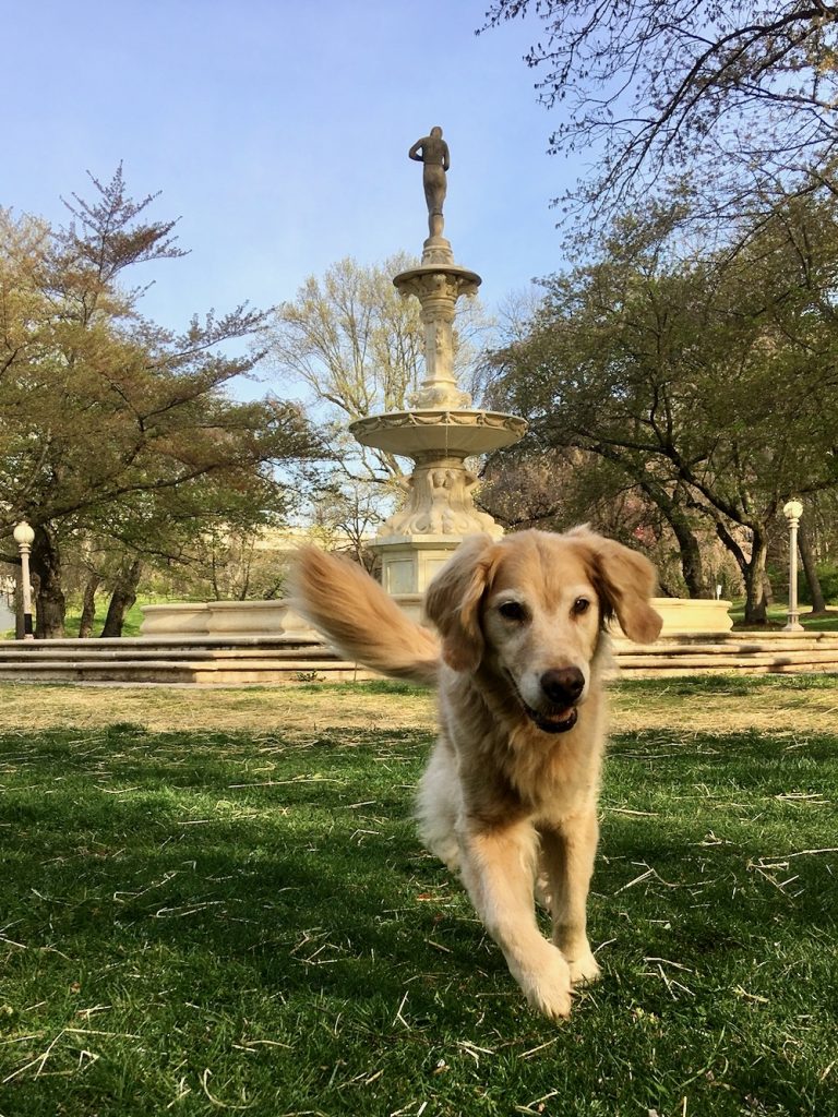 Honey goes from a boat dog to a land dog - golden retriever running in front of statue.