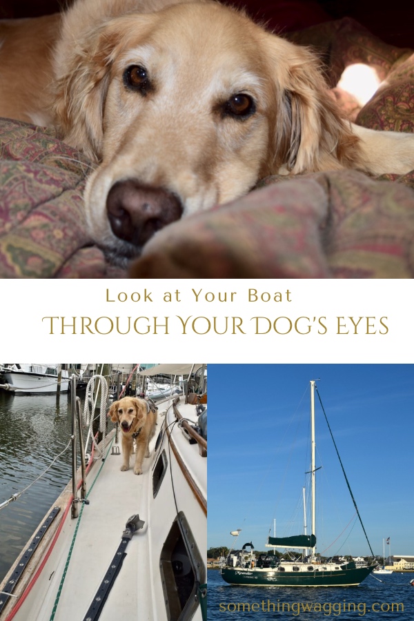 Look at your boat through your dog's eyes (and nose and feet). It will give you information you need to help him love it as much as you do.
