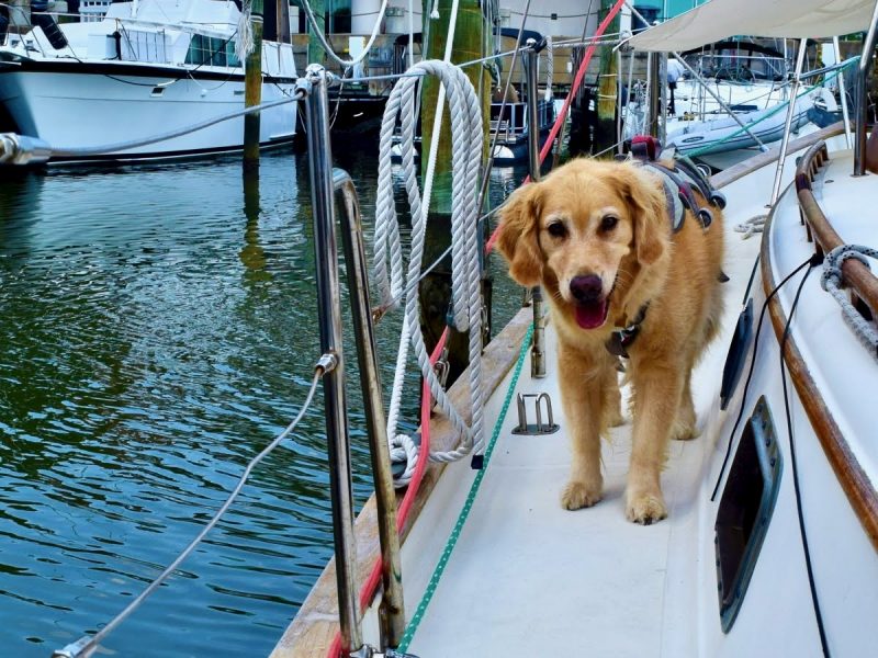 Golden retriever on sailboat.