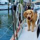 Golden retriever on sailboat.