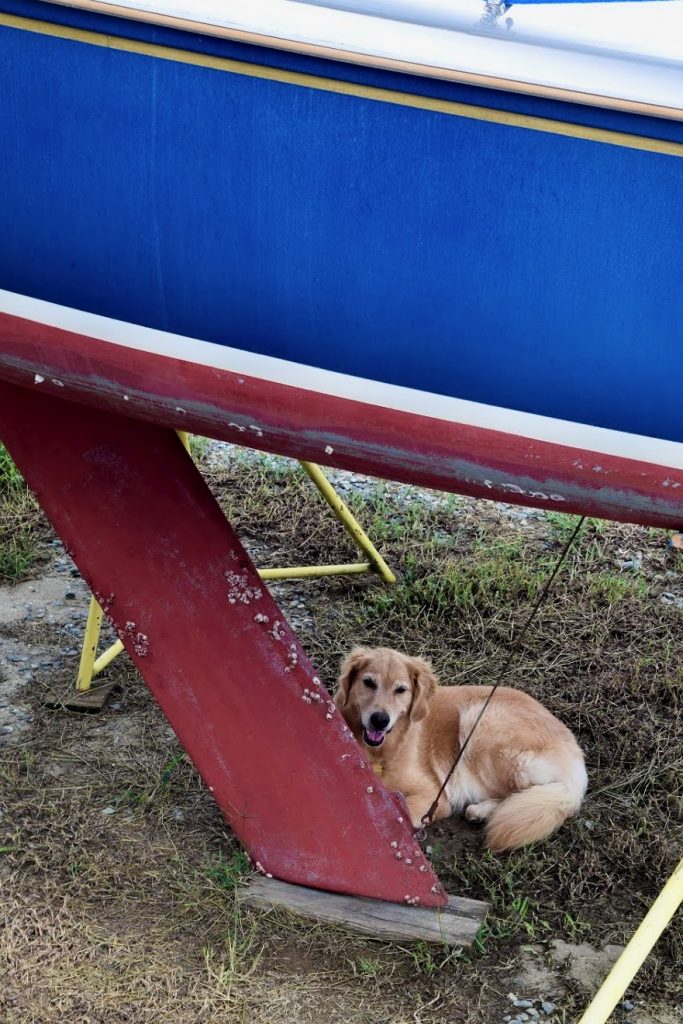 Golden retriever lying under a sailboat on stands.
