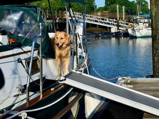Honey using the dog ramp on the boat