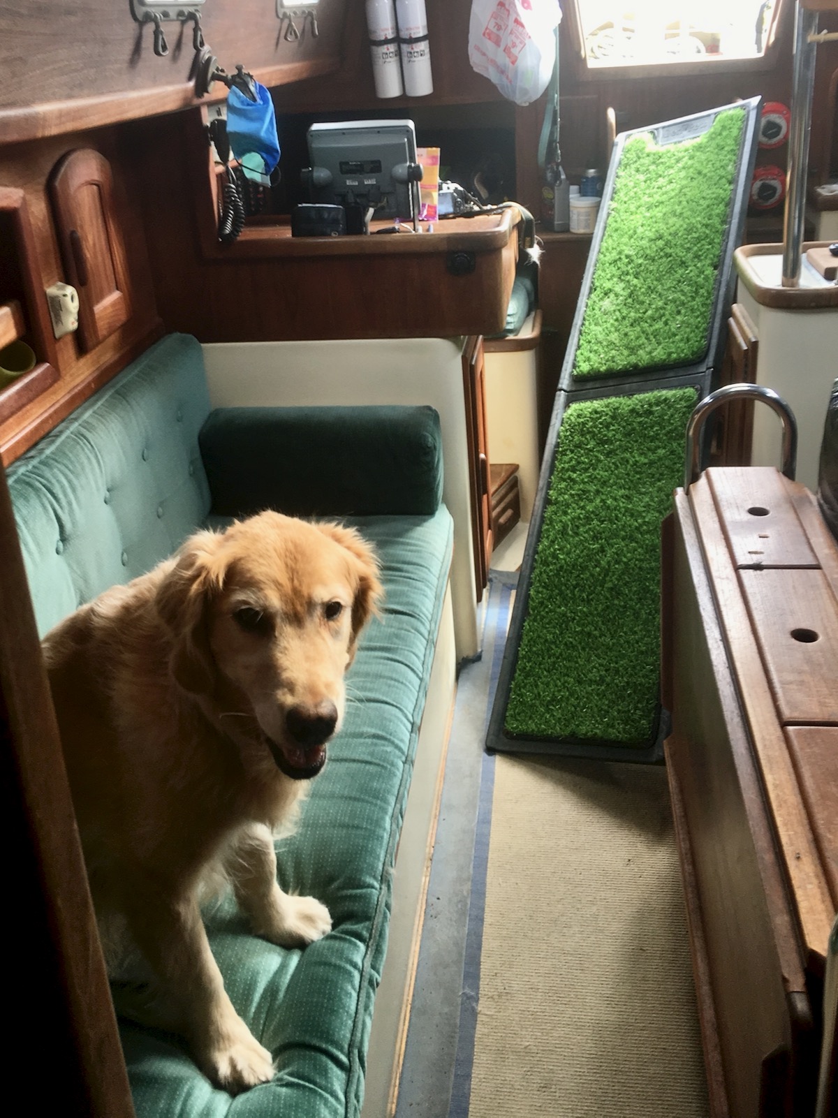 Make sure the dog ramp will fit where you want to use it - Golden retriever in boat cabin with crooked ramp leading into the opening.
