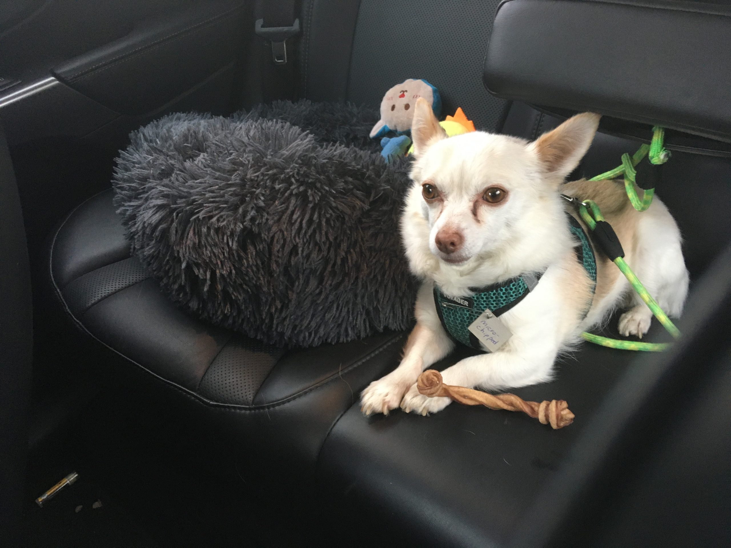 Chihuahua mix with green harness in car.